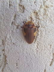 Aspisoma