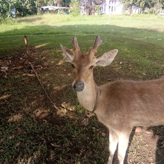Rusa