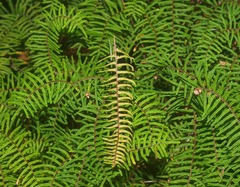 Gleichenia dicarpa