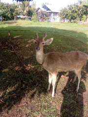 Rusa