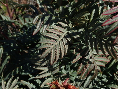 Melianthus pectinatus