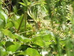 Argynnis paphia