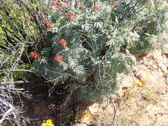 Melianthus pectinatus