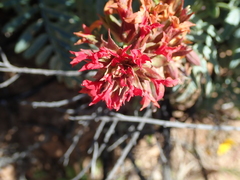 Melianthus pectinatus