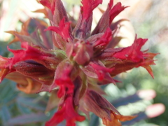 Melianthus pectinatus