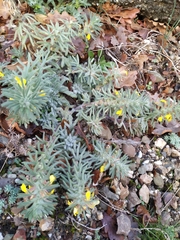 Ajuga mollis