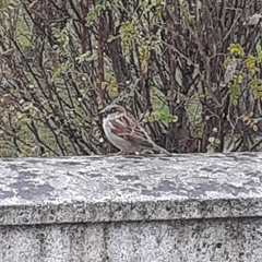 Passer domesticus