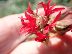 Melianthus pectinatus