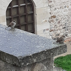 Passer domesticus