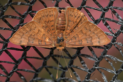Emesis mandana