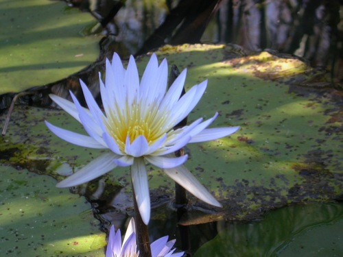 Day Waterlily