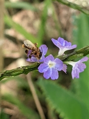 Paratetrapedia flaveola