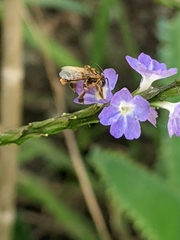 Paratetrapedia flaveola