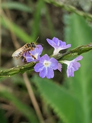 Paratetrapedia flaveola