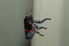 Eurymelops latifascia