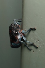 Eurymelops latifascia