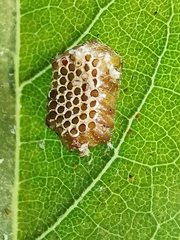 Reduviidae