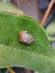 Reduviidae