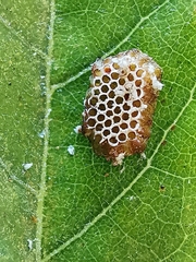 Reduviidae
