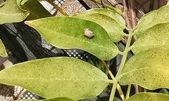 Reduviidae