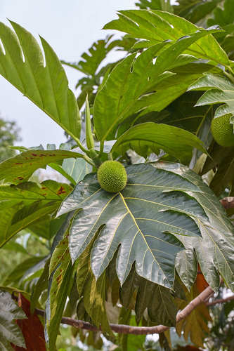 Artocarpus image