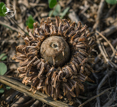 Quercus ithaburensis macrolepis