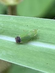 Cicadellidae
