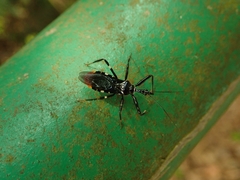 Parsialus