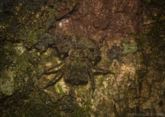 Stephanopis carcinoides