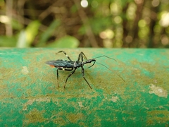 Parsialus