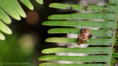 Asiophrida scaphoides