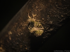 Tychreus sellatus