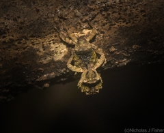 Tychreus sellatus