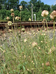 Sanguisorba minor balearica
