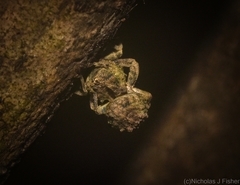 Tychreus sellatus