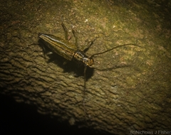 Temnosternus planiusculus