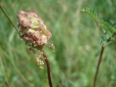 Sanguisorba minor balearica