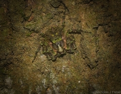 Stephanopis carcinoides