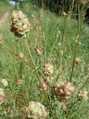 Sanguisorba minor balearica