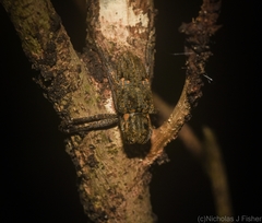 Prosoplus mediofasciatus