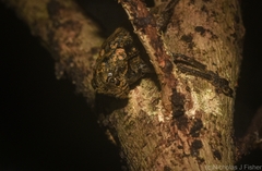 Prosoplus mediofasciatus