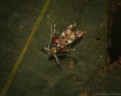 Persicoptila oenosceles