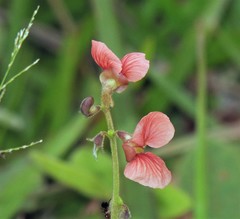 Macroptilium arenarium