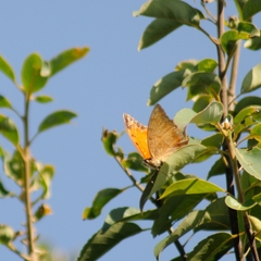 Charaxes marmax