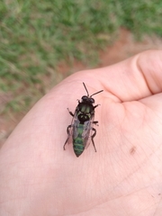 Thalestria spinosa