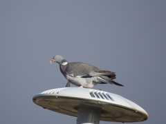Columba palumbus