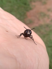 Thalestria spinosa