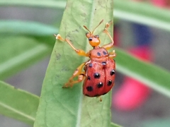 Agomadaranus pardaloides