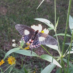 Mimoides lysithous rurik