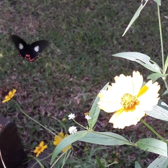 Mimoides lysithous rurik